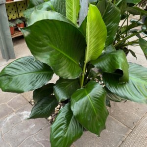 10" Spath/Peace Lily w/ spike