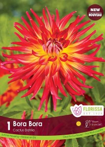 Spring Bulbs Dahlia Fringed Bora Bora