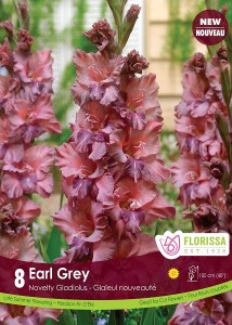 Spring Bulbs Gladiolus Earl Grey