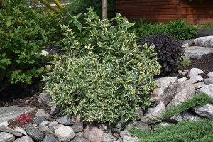Diervilla sessilifolia LPDC Podaras Cool Splash® Bush Honeysuckle Diervilla sessilifolia LPDC Podaras Cool Splash® Bush Honeysuckle