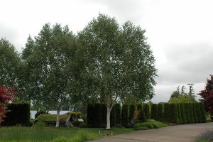 Betula utilis var. jacquemontii Whitebark Himilayan Birch