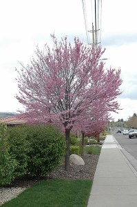 Cercis canadensis Eastern Redbud Cercis canadensis Eastern Redbud