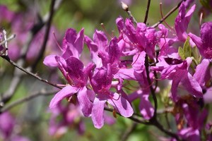Azalea Lilac Lights #2