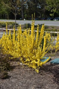 Forsythia x intermedia Minfor6 Show Off® Starlet Forsythia Forsythia x intermedia Minfor6 Show Off® Starlet Forsythia