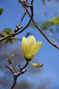 Magnolia Butterflies Tree