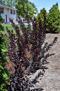 Cotinus coggygria NCC01 Winecraft Black® Smokebush Cotinus coggygria NCC01 Winecraft Black® Smokebush