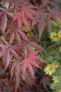 Acer palmatum Skeeter's Broom Dwarf Japanese Maple