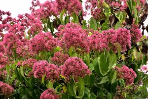 Heptacodium miconioides SMNHMRF Temple Of Bloom® Seven-Son Flower Heptacodium miconioides SMNHMRF Temple Of Bloom® Seven-Son Flower