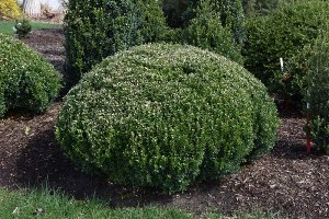 Buxus microphylla Bulthouse Sprinter® Boxwood
