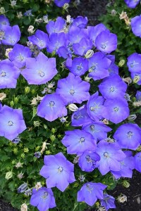 Campanula carpatica Rapido Blue  Bellflower