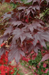 Acer palmatum Bloodgood - Japanese Maple