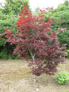 Acer palmatum Red Emperor - Japanese Maple