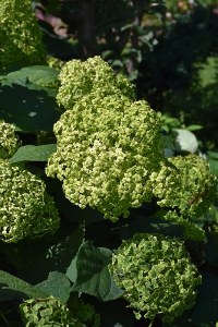 Hydrangea arborenscens SMNHRL Invincibell Sublime® Hydrangea arborenscens SMNHRL Invincibell Sublime®