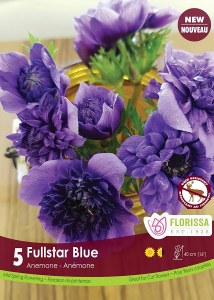 Anemone Fullstar Blue
