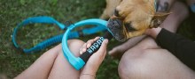 Additional picture of Radar Bungee Dog Leash