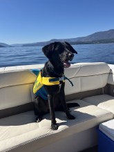Additional picture of Landshark Pet Vest - Large -  Safety & Style for Canadian Lake Dogs