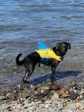 Additional picture of Landshark Pet Vest - Large -  Safety & Style for Canadian Lake Dogs