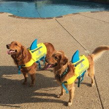 Additional picture of Landshark Pet Vest - Large -  Safety & Style for Canadian Lake Dogs