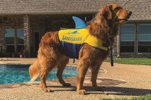 Additional picture of Landshark Pet Vest - Large -  Safety & Style for Canadian Lake Dogs