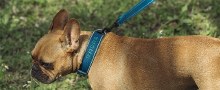 Additional picture of Radar Dog Collar - Small 13 to 15.5 inches