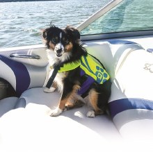 Additional picture of O'Brien Pet Vest - 15 - 30 lbs