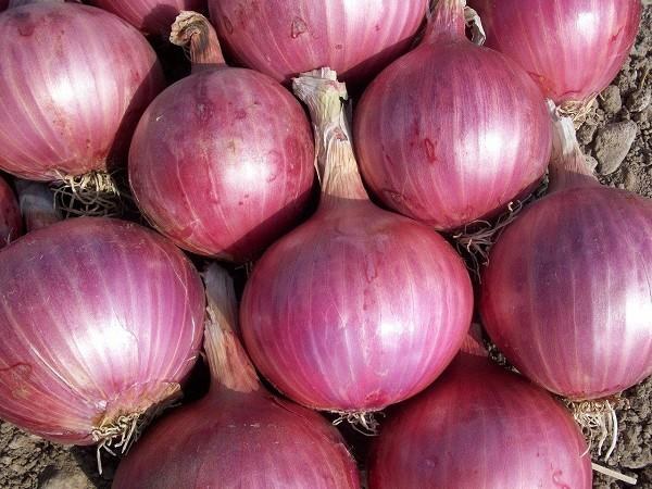 Onions RED Jumbo 25 LB