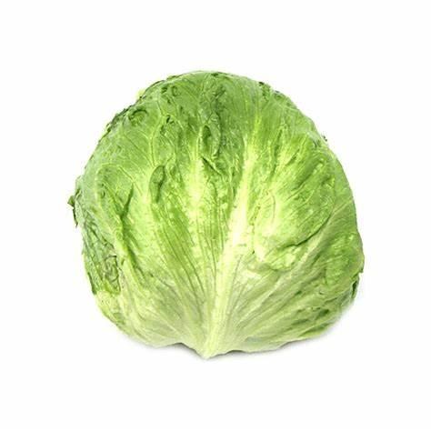 Lettuce Iceberg Cello 24 - cs