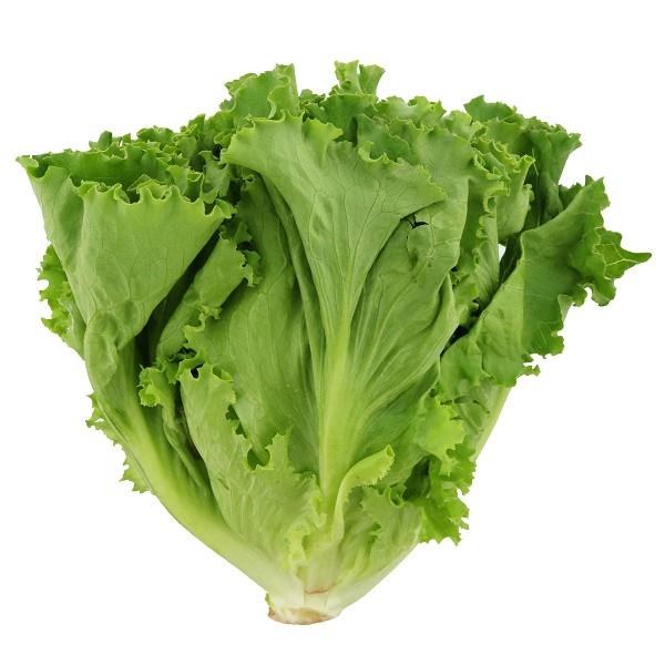 Lettuce Green Leaf 24 - cs