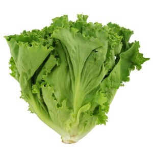 Lettuce Green Leaf 24 - cs