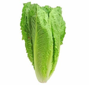 Romaine Lettuce 24 ct - cs