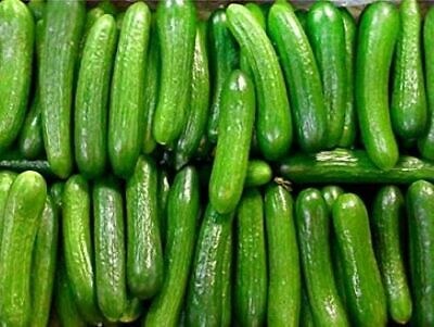 Cucumber Percian Case 25lb