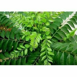 Curry Leaves Bulk - 1lb