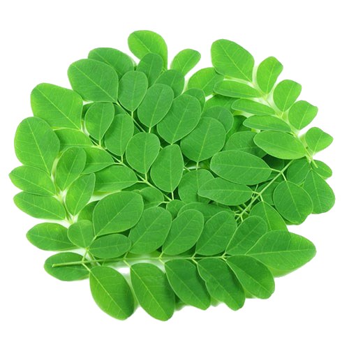 Drumstick Leaves (Sell by LB)
