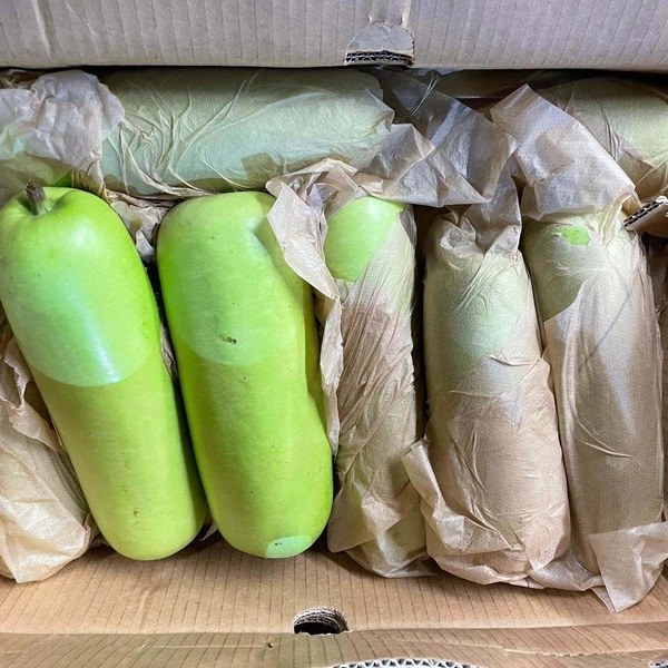 Long Squash Case 40lb