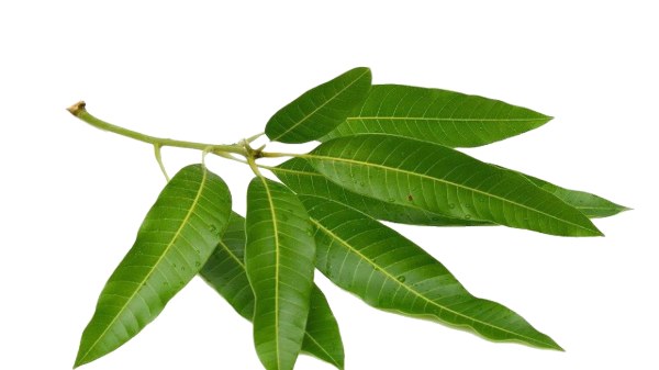 green mango leaves
