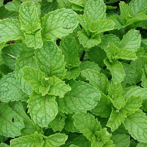 Mint Leaves 1lb