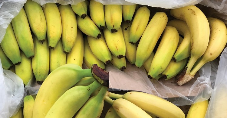 Ripe Banana Case 40lb