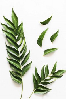 Curry Leaves (Sell by pkt)