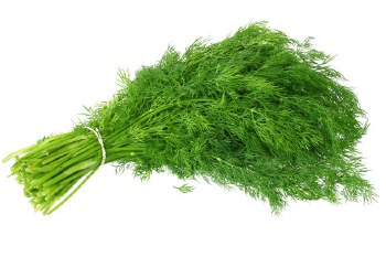 Dill Leaves (Sell by bunch)