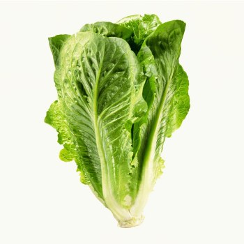 Lettuce - Romaine