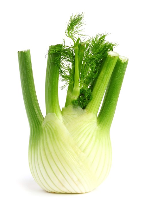 Fennel Bulb Bunch