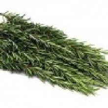 herb rosemary bunch