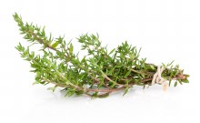 herb thyme bunch