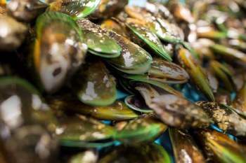 Greenshell Mussels