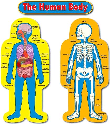 Human Body Bulletin Board