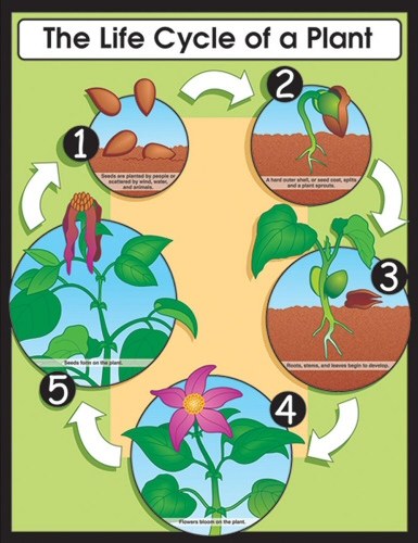 Life Cycle of a Plant Chart
