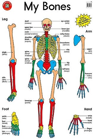 My Bones Chart