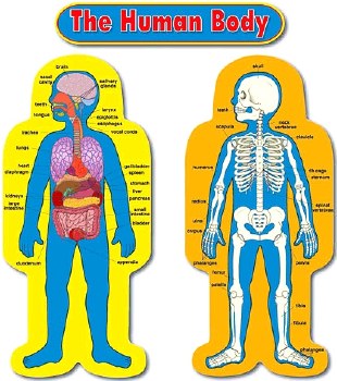 Human Body Bulletin Board