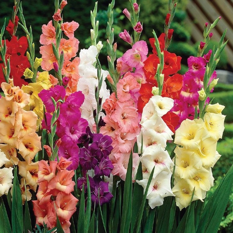 GLADIOLA BY THE STEM