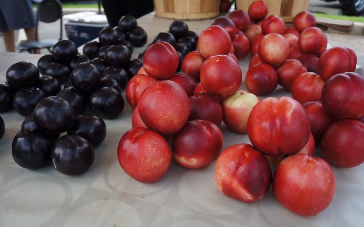 Plums /Nectarines